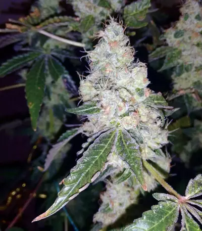 Girl Scout Cookies (BlimBurn Seeds) Cannabis-Samen