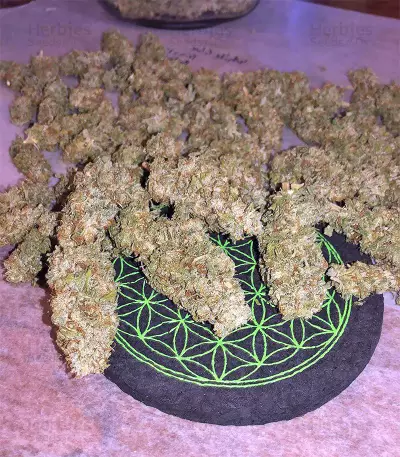 Gorilla x White Widow (Expert Seeds) Cannabis-Samen