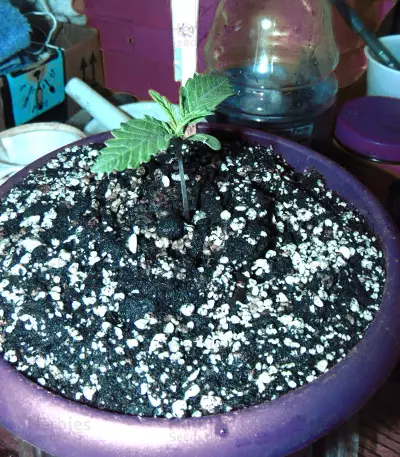 Gorilla (00 Seeds) Cannabis-Samen