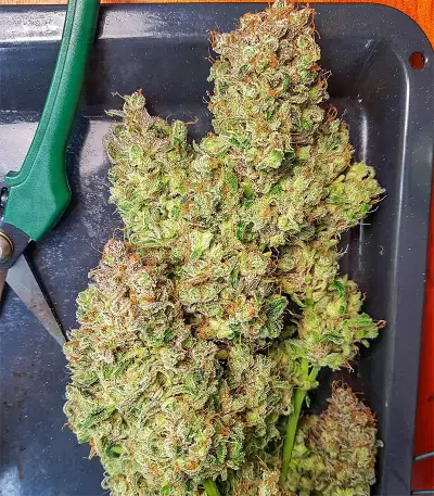 Grapefruit Auto (Fast Buds) Cannabis-Samen