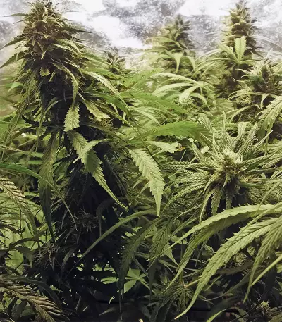 Jack Herer (Kera Seeds) Cannabis-Samen