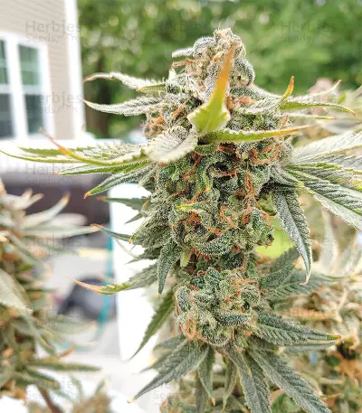 Julies Cookies (Big Head Seeds) Cannabis-Samen