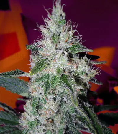 Midnight Kush (G13 Labs) Cannabis-Samen