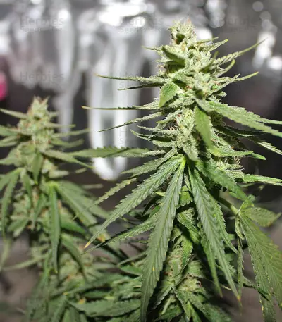 Northern Light x Big Bud Early Harvest (World of Seeds) Cannabis-Samen