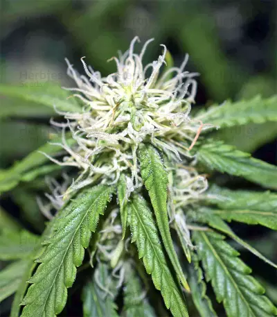 Northern Lights Autoflower feminisierte Samen (Seedstockers)