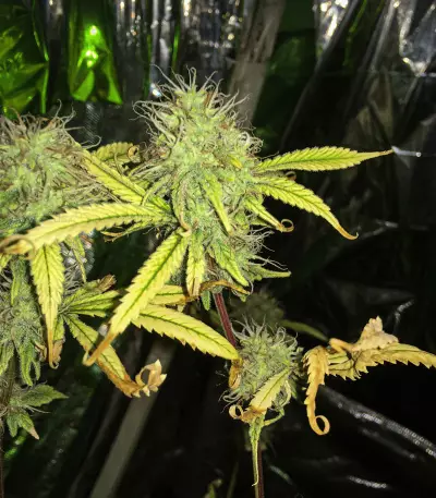 Northern Lights (Seedstockers) Cannabis-Samen
