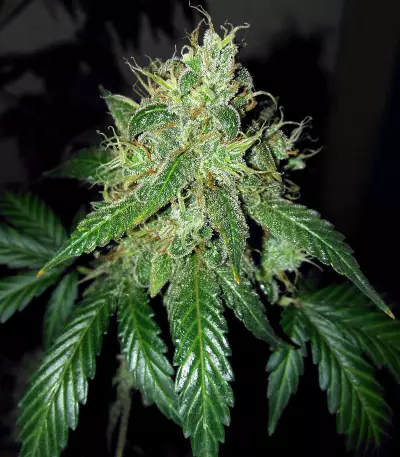 OG Kush Auto (Kera Seeds) Cannabis-Samen