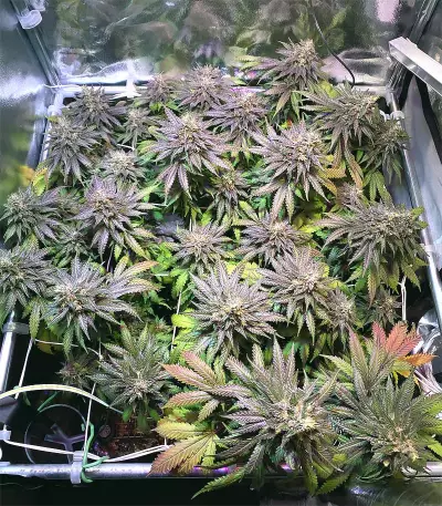 Pure Gelato (Vision Seeds) Cannabis-Samen