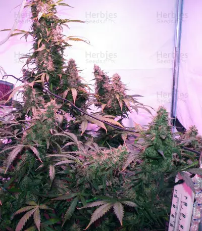 Skunk #1 Automatic (Sensi Seeds) Cannabis-Samen