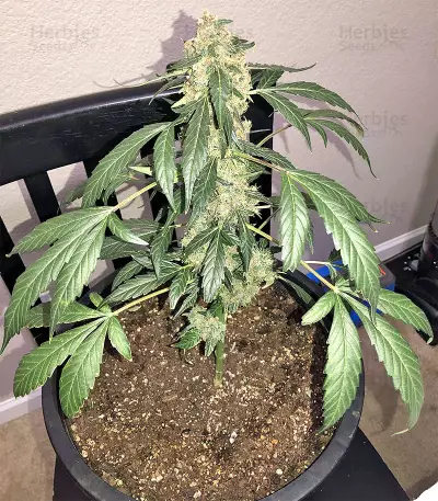 Super Auto Lemon Haze (Original Sensible Seeds) Cannabis-Samen