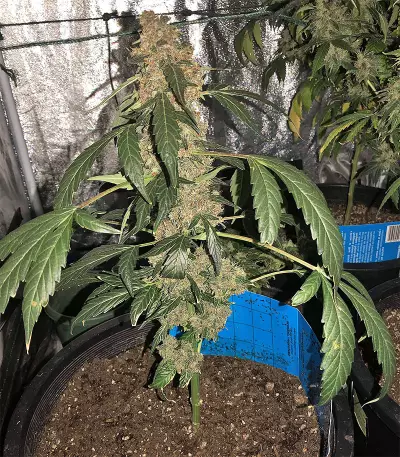 Super Auto Lemon Haze (Original Sensible Seeds) Cannabis-Samen