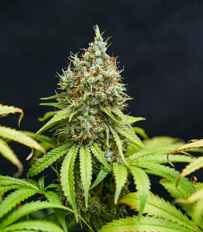 Trainwreck (Humboldt Seeds Organization) Cannabis-Samen