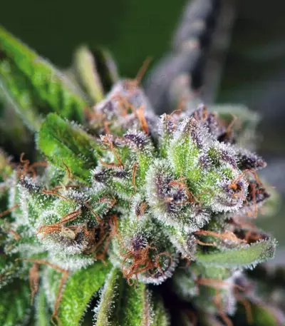Watermelon Z (Pyramid Seeds) Cannabis-Samen