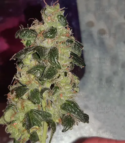 Wedding Cake Auto feminisierte Samen (Barney’s Farm)
