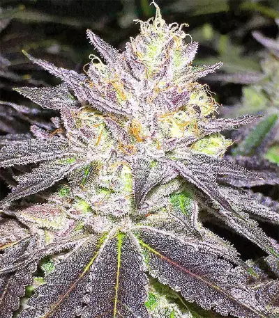Wedding Cake (Big Head Seeds) Cannabis-Samen
