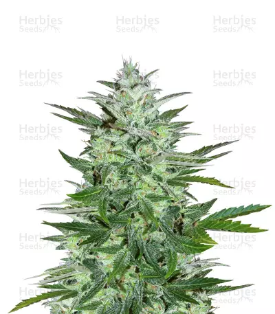 White Crystal Meth Auto strain