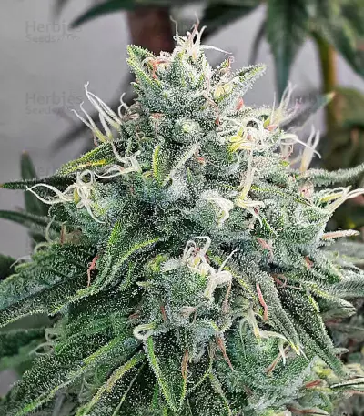 Alpha 21 feminisierte Samen (AlphaFem Seeds)