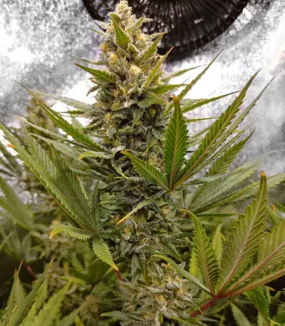 Amnesia Lemon Kush (Original Sensible Seeds) Cannabis-Samen