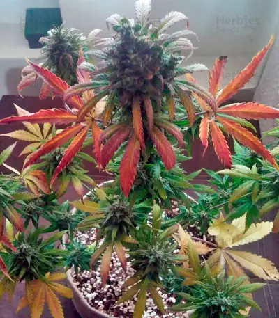 Big Devil XL Auto