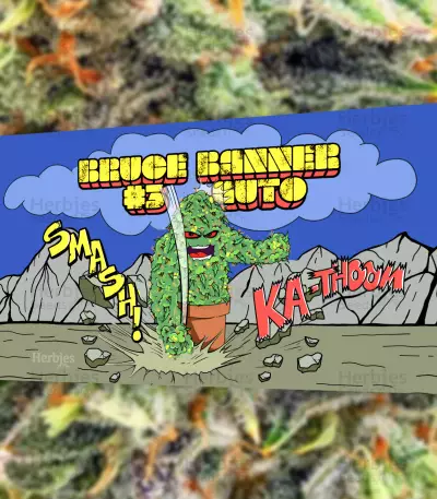 Bruce Banner #3 Auto-Samen (Herbies Seeds)