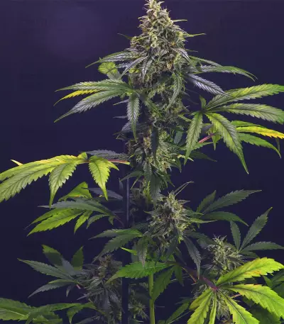 Chem-Bomb Auto (Humboldt Seeds Organization)