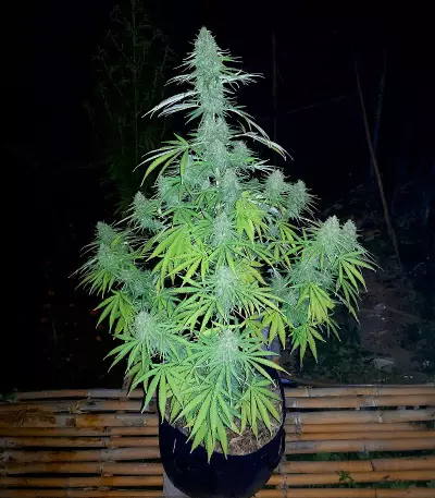 Delicious Cookies feminisierte Samen (Delicious Seeds)
