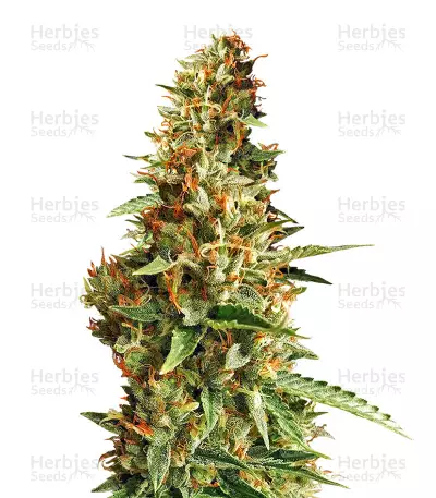 DO-SI-DOS (Cali Buds Seeds) Cannabis-Samen