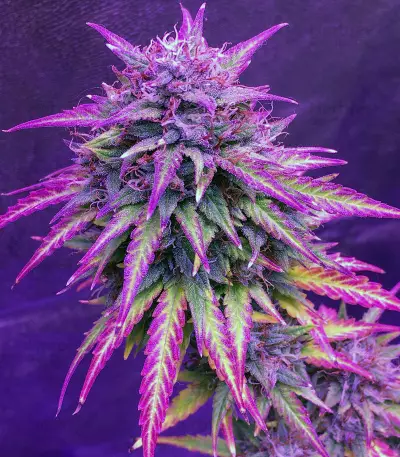 Girl Scout Cookies Auto (Auto Seeds) Cannabis-Samen