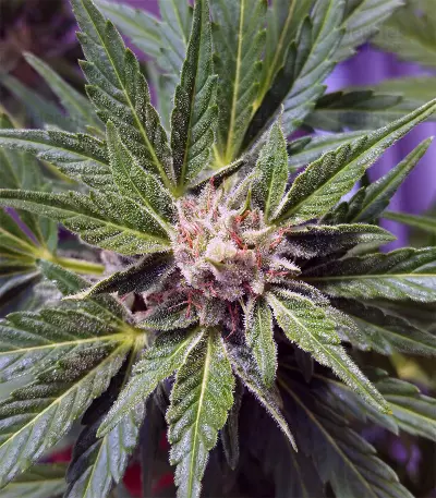 Glue Gelato Auto (Barney's Farm) Cannabis-Samen