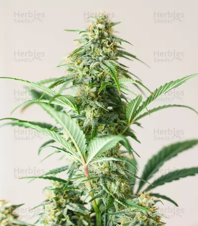 Godzilla Original Glue GG#4 feminisierte Samen (Herbies Seeds)