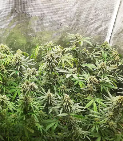 Gorilla Cookies Fast Flowering (Fast Buds)