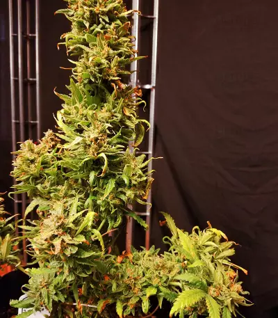 GG#4 Original Glue (Cali Buds Seeds) Cannabis-Samen