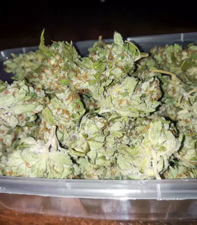 Medi Bomb 1 (Bomb Seeds) Cannabis-Samen