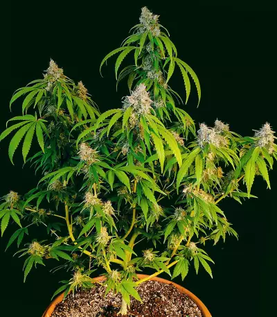 OG Kush Fast Version feminisierte Samen (EGS)
