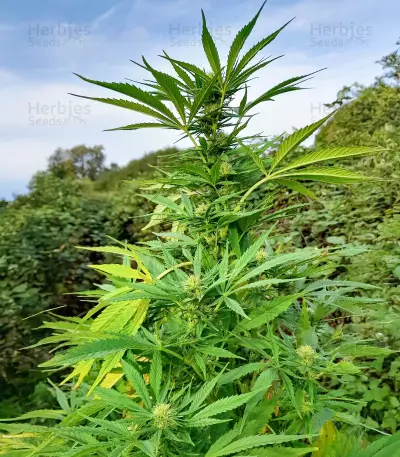 Passion #1 (Dutch Passion) Cannabis-Samen