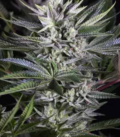 Quick Gorilla (Dinafem Seeds) Cannabis-Samen