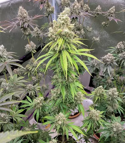 Sour Z cannabis strain
