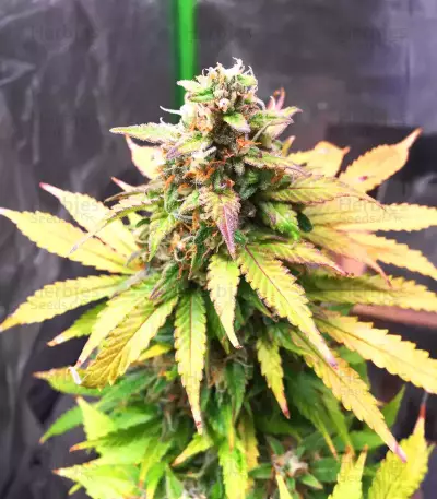 Apple Betty Auto-Samen (Herbies Seeds)