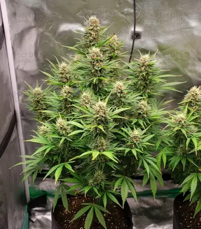 Automatic (Big Buddha Seeds) Cannabis-Samen