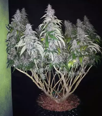 Big Bud (Seedstockers) Cannabis-Samen
