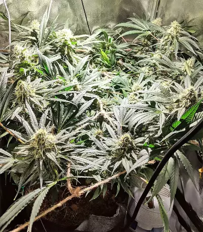 Blackberry Gum feminisierte Samen