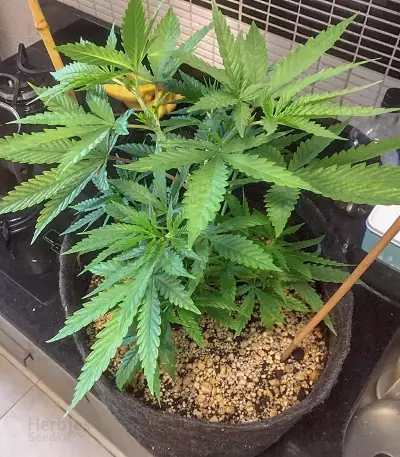 Bruce Banner #3 (BlimBurn Seeds) Cannabis-Samen