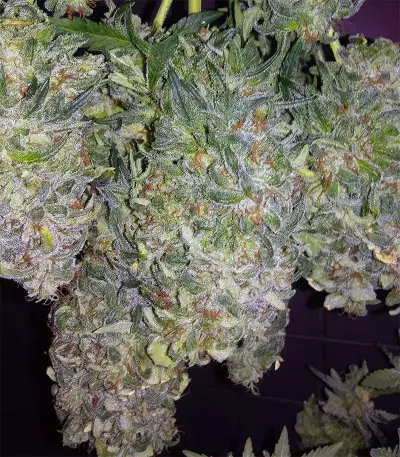 Bruce Banner #3 feminisierte Samen (Original Sensible Seeds)