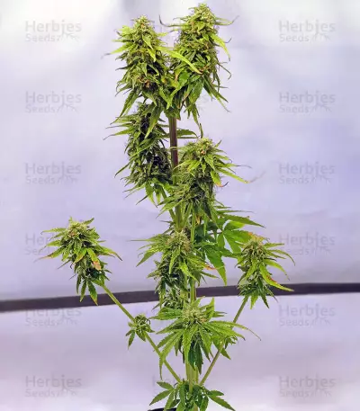 Buddha Medikit Auto CBD (Buddha Seeds) Cannabis-Samen