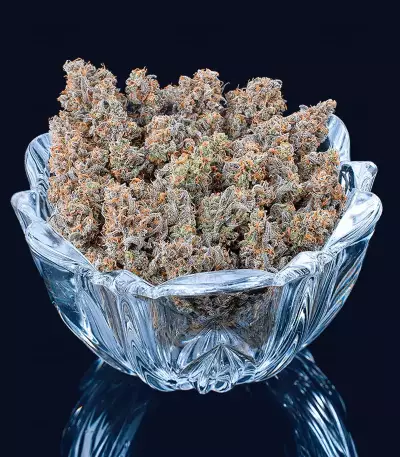 Cinderella Pineapple feminisierte Samen (Brothers Grimm Seeds)