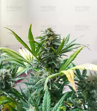 Cristal Limit (K.C. Brains Seeds)