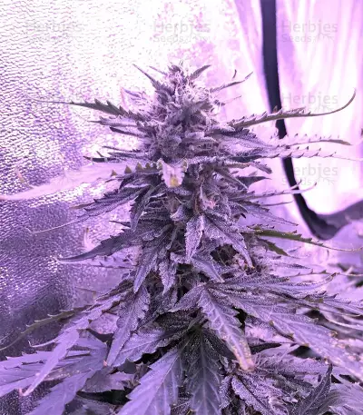Gorilla Auto (GG#4 Original Glue Auto) (Expert Seeds) Cannabis-Samen