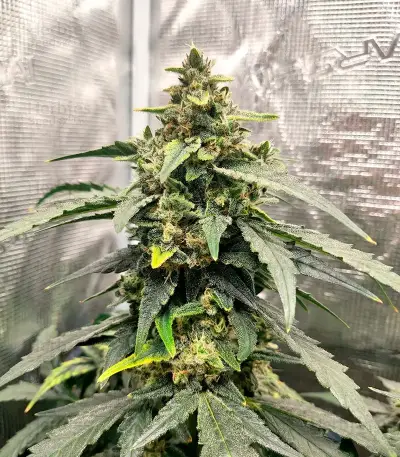 Northern Auto (BlimBurn Seeds) Cannabis-Samen