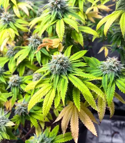 Orange Cream Pop feminisierte Samen (Humboldt Seed Company)