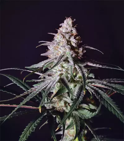 Peyote Critical (Barney's Farm) Cannabis-Samen